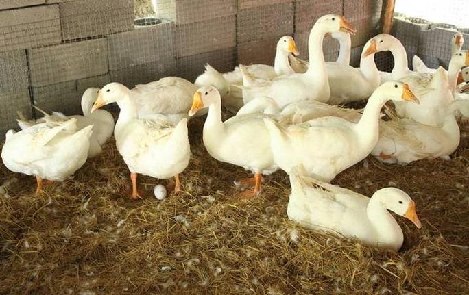 喂鹅的粗饲料是什么-第2张图片-宁夏农业信息网