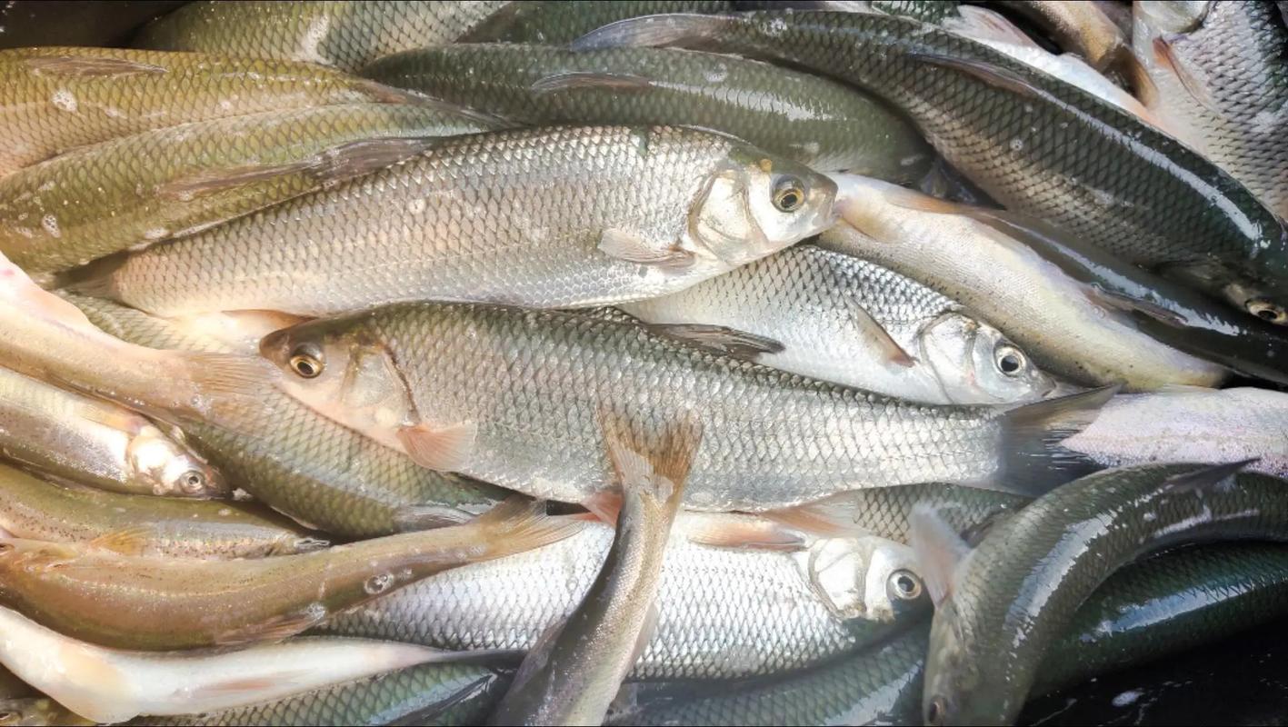 2017年养殖什么鱼好-第3张图片-宁夏农业信息网
