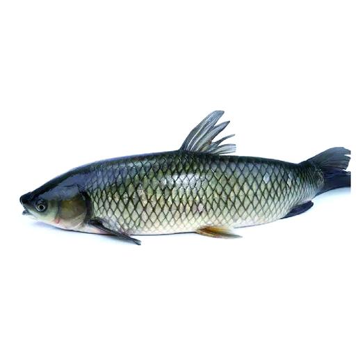 2017年养殖什么鱼好-第2张图片-宁夏农业信息网