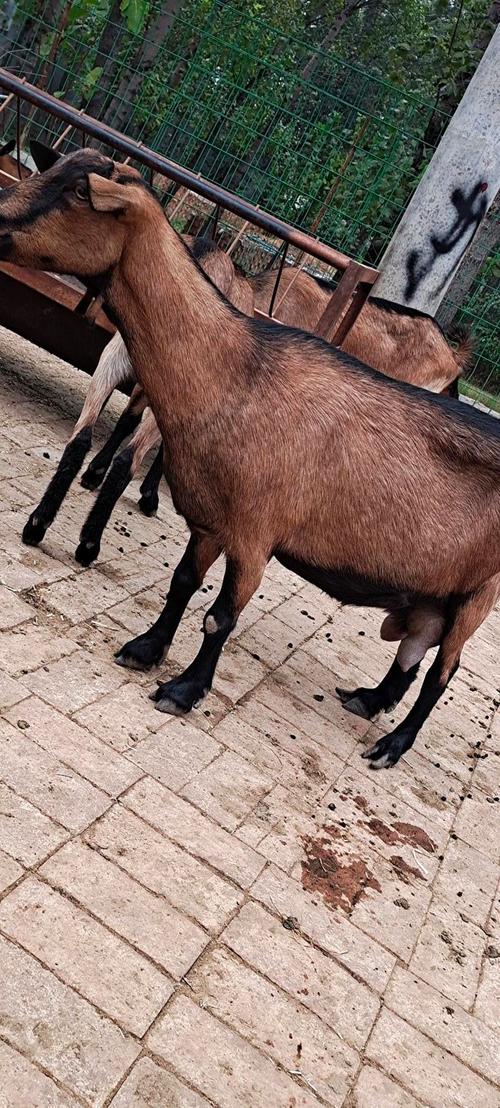 红毛山羊价格是多少-第2张图片-宁夏农业信息网