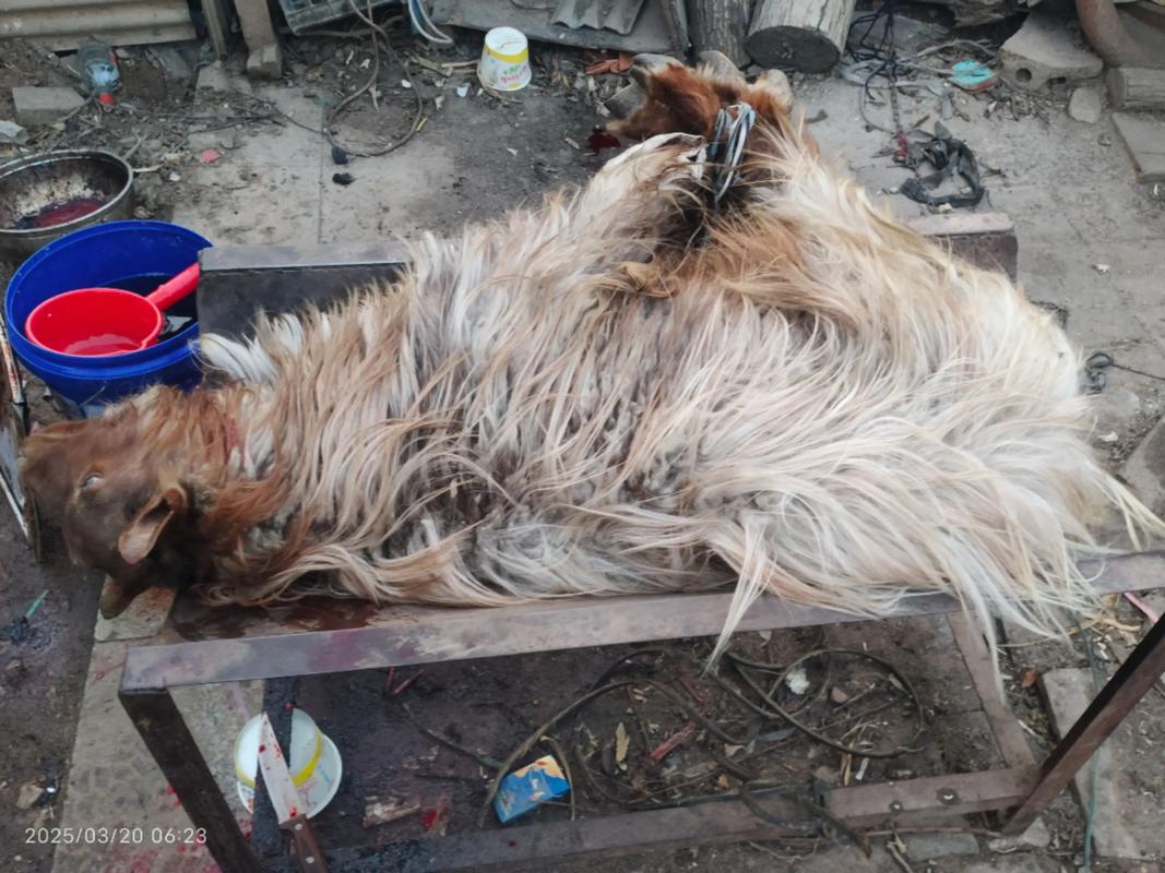 红毛山羊价格是多少-第3张图片-宁夏农业信息网