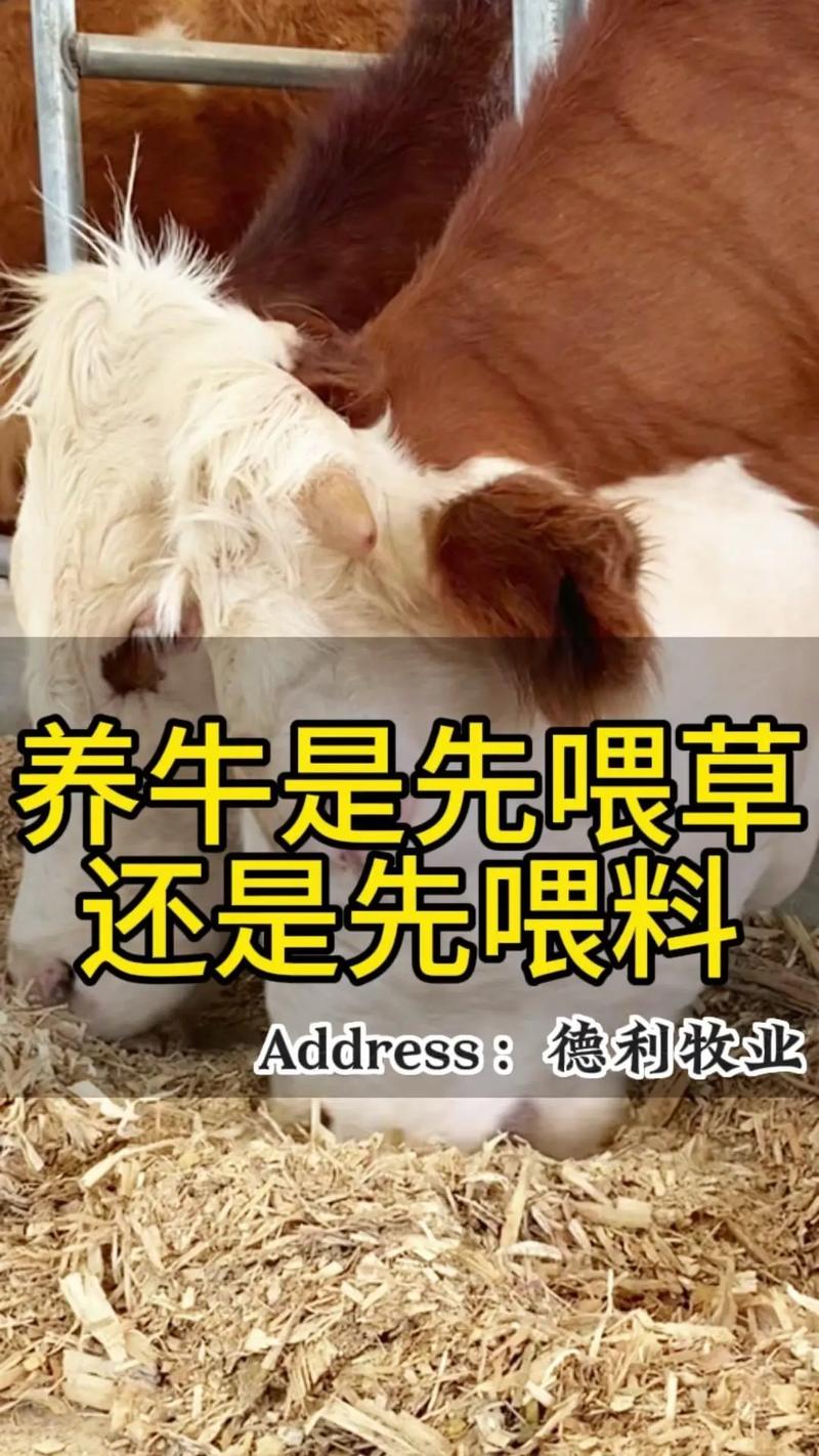 什么饲料喂牛比较好-第2张图片-宁夏农业信息网