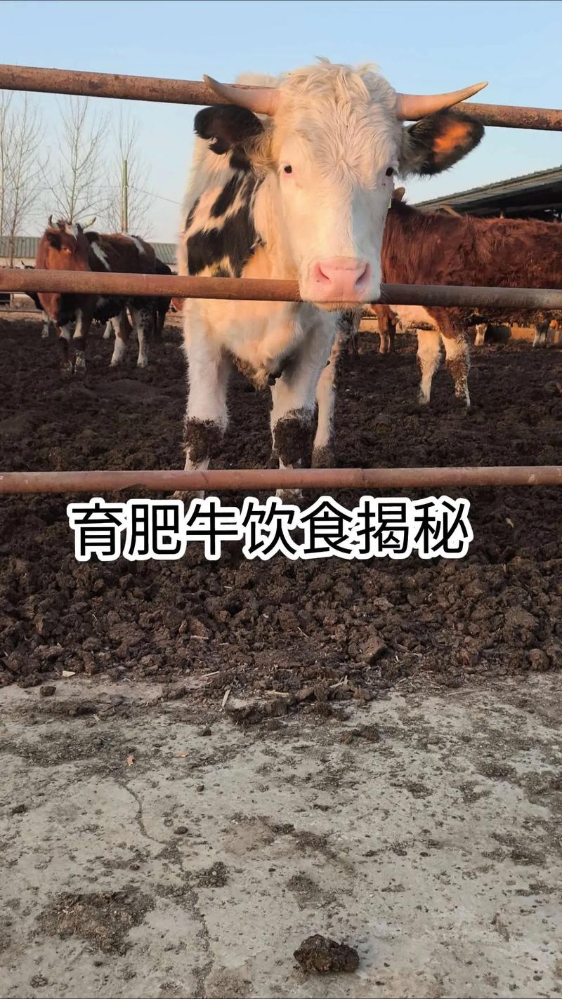 养牛为什么要喂饲料-第2张图片-宁夏农业信息网