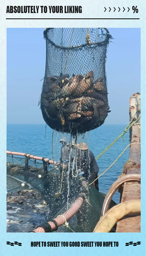 近海养殖是干什么-第3张图片-宁夏农业信息网