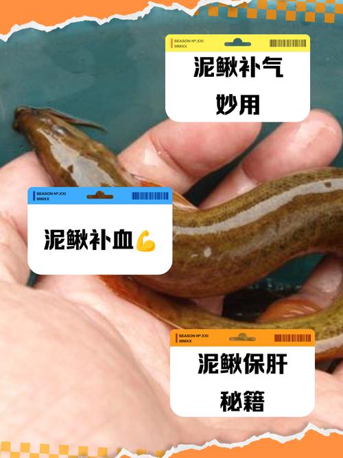 养殖泥鳅为什么每天都有死的-第1张图片-宁夏农业信息网