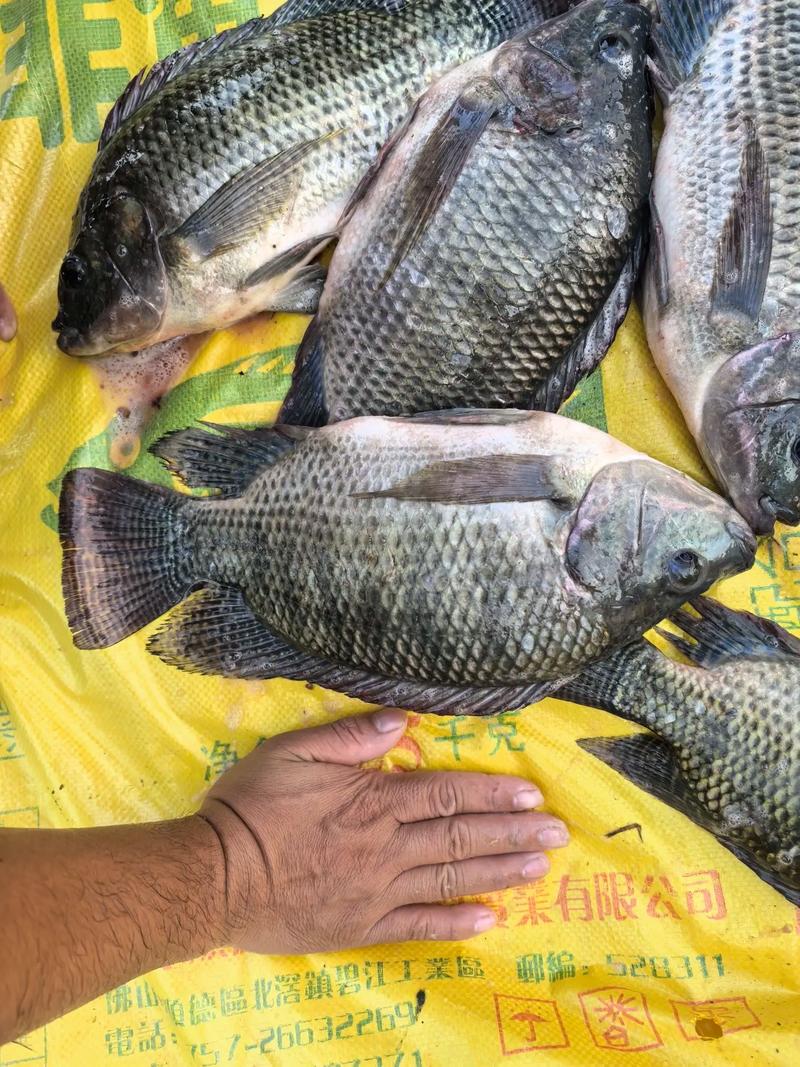 养殖罗非喂什么饲料-第1张图片-宁夏农业信息网