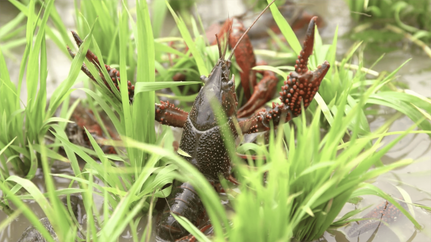 小龙虾是什么养殖-第2张图片-宁夏农业信息网