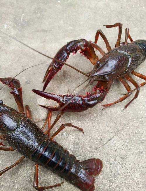 小龙虾是什么养殖-第3张图片-宁夏农业信息网