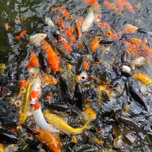 中山养殖业养鲤鱼的什么地方-第1张图片-宁夏农业信息网