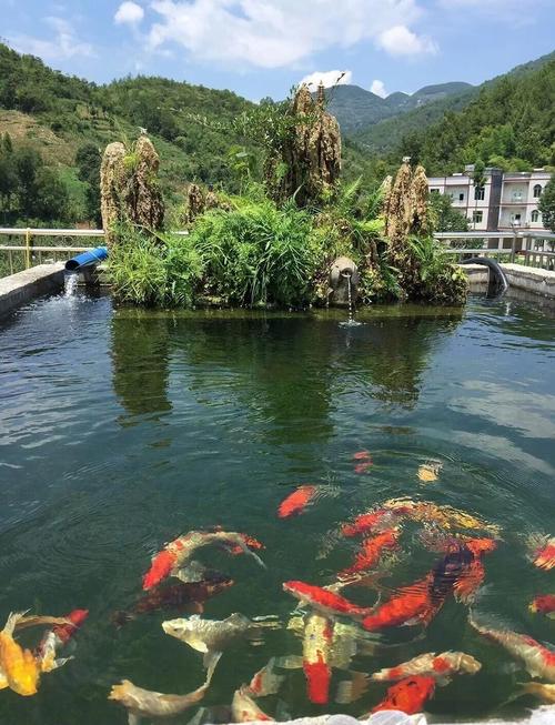 中山养殖业养鲤鱼的什么地方-第2张图片-宁夏农业信息网