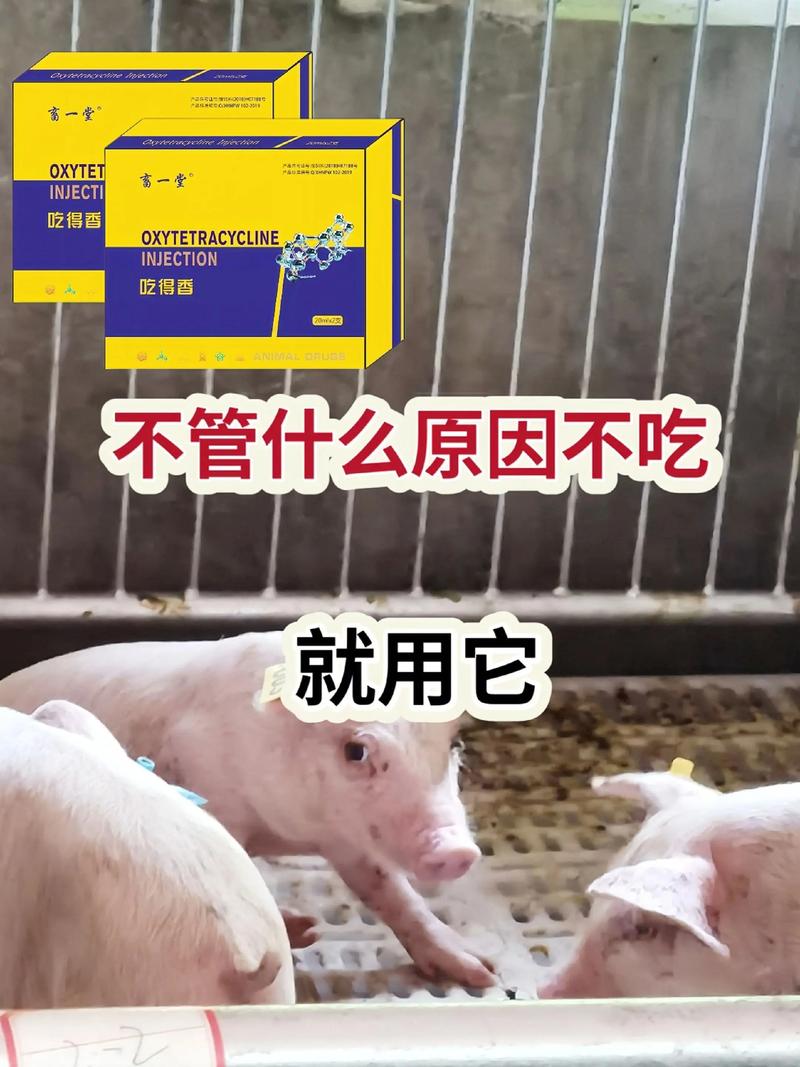 为什么大猪不能吃小猪饲料-第2张图片-宁夏农业信息网