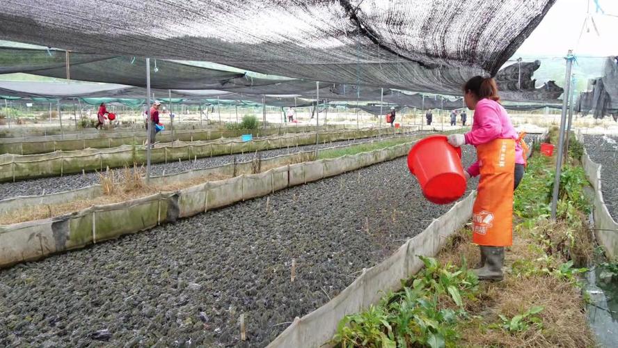 北方水产养殖什么时候是旺季-第2张图片-宁夏农业信息网 北方水产养殖什么时候是旺季-第2张图片-宁夏农业信息网