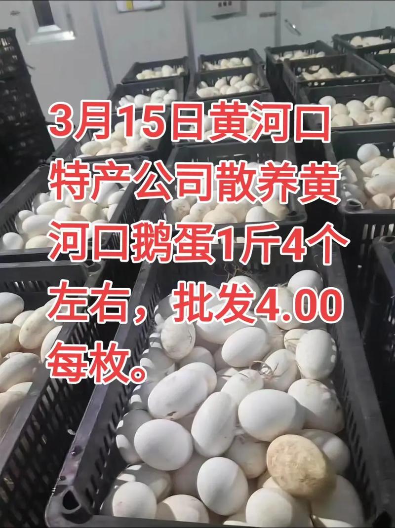 鹅种蛋价格是多少-第2张图片-宁夏农业信息网