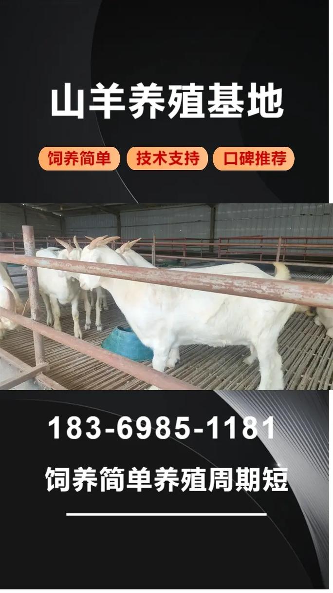 用山羊价格是多少-第3张图片-宁夏农业信息网