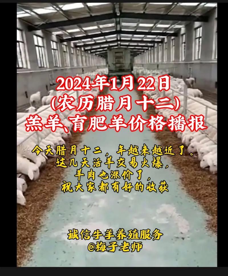 用山羊价格是多少-第2张图片-宁夏农业信息网