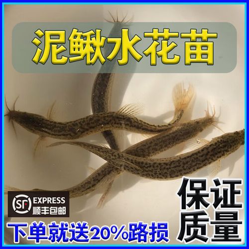 水花什么时候开始喂饲料-第2张图片-宁夏农业信息网