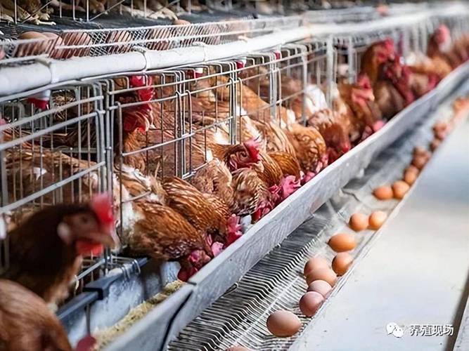 为什么鸡吃饲料产蛋多-第1张图片-宁夏农业信息网