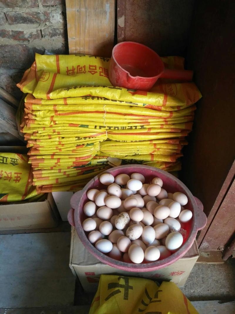 为什么鸡吃饲料产蛋多-第2张图片-宁夏农业信息网