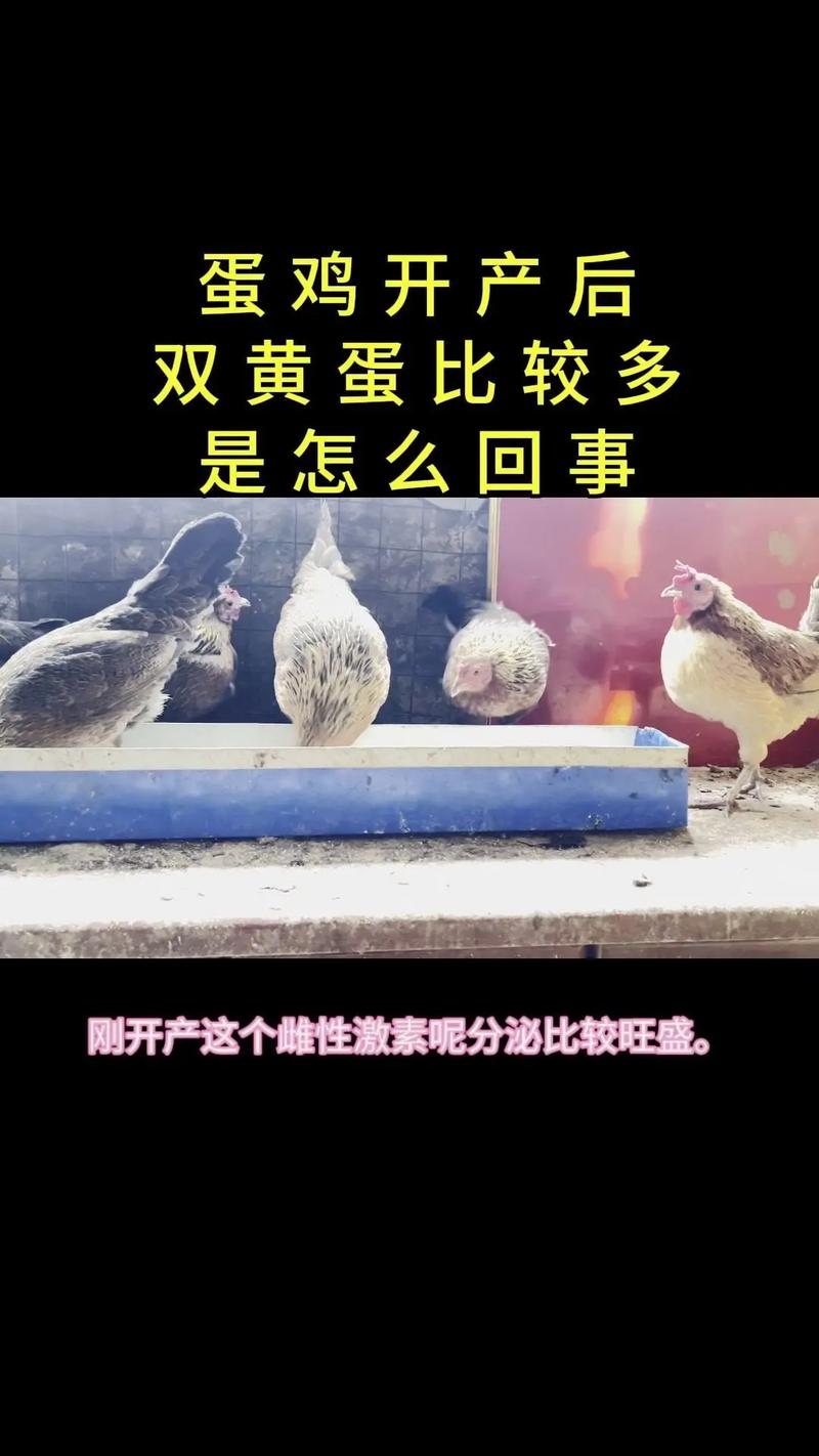 为什么鸡吃饲料产蛋多-第3张图片-宁夏农业信息网