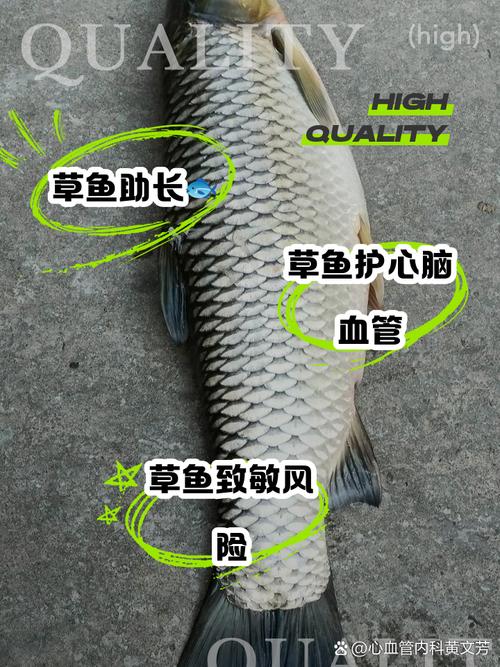 草鱼不食饲料什么原因-第2张图片-宁夏农业信息网 草鱼不食饲料什么原因-第2张图片-宁夏农业信息网