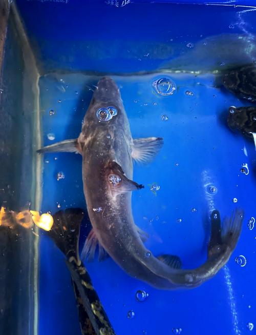 养殖水为肥水可以养什么鱼-第3张图片-宁夏农业信息网