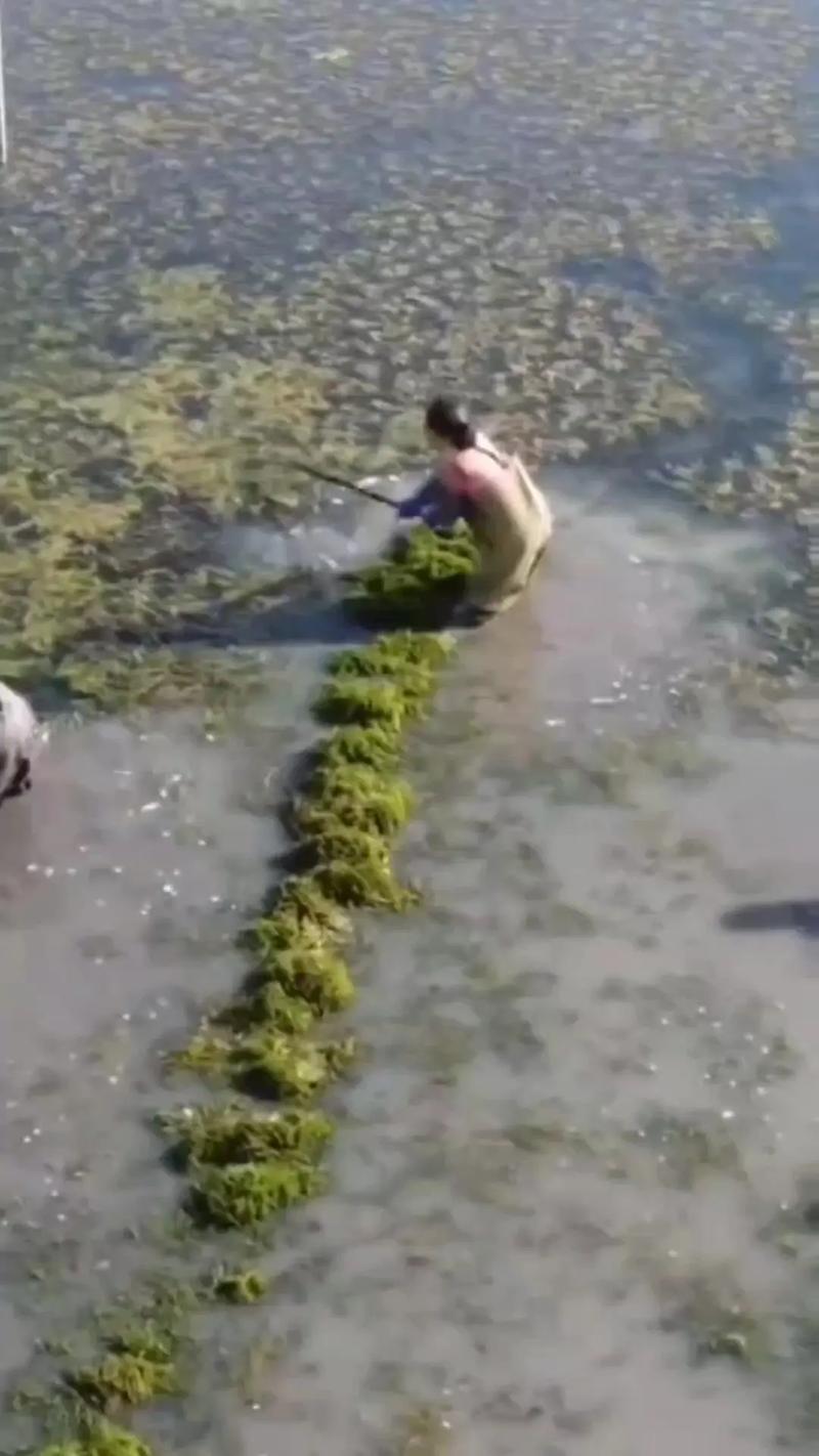 螃蟹养殖种植什么水草-第3张图片-宁夏农业信息网