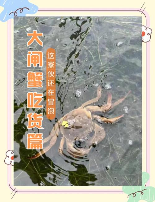 为什么山水不适合养殖大闸蟹-第1张图片-宁夏农业信息网