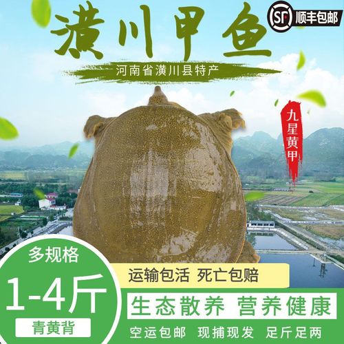 外塘野外养殖甲鱼喂什么-第2张图片-宁夏农业信息网