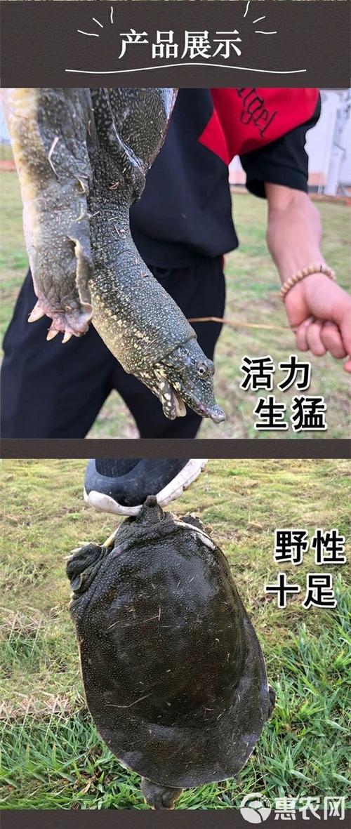 外塘野外养殖甲鱼喂什么-第3张图片-宁夏农业信息网
