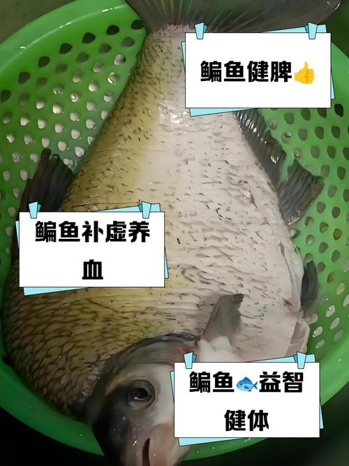 鳊鱼喂什么饲料好-第3张图片-宁夏农业信息网