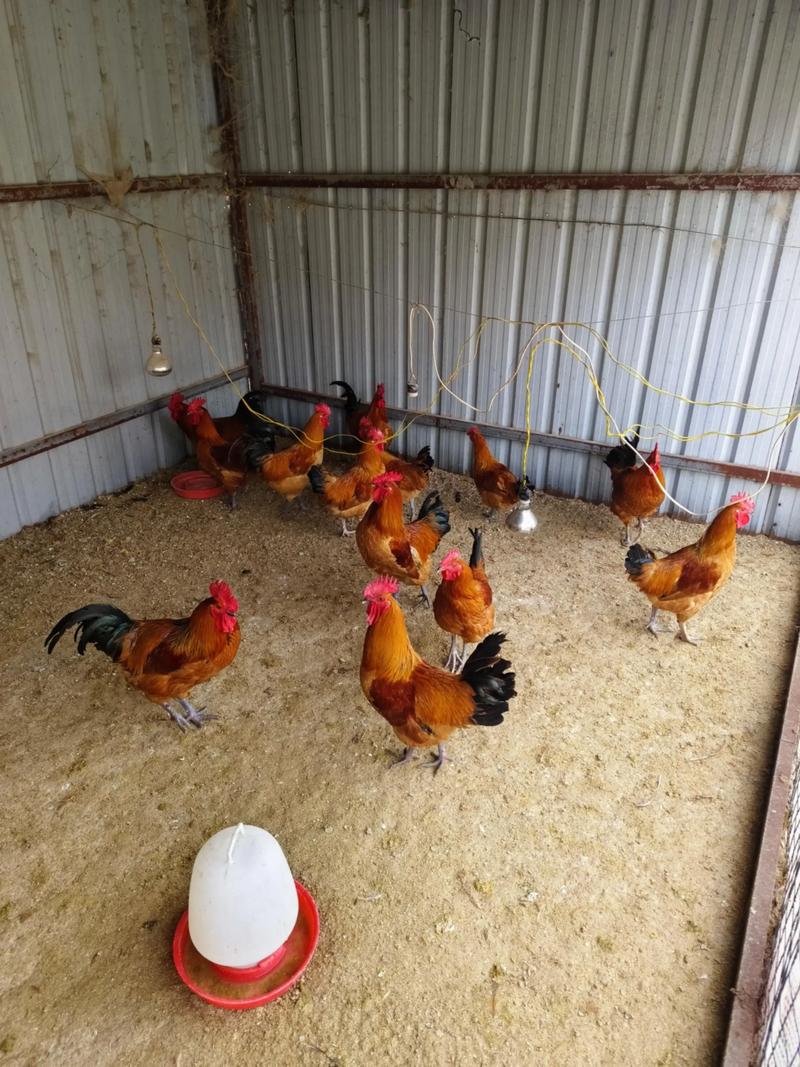 自家养的土鸡土鸭吃什么饲料-第3张图片-宁夏农业信息网 自家养的土鸡土鸭吃什么饲料-第3张图片-宁夏农业信息网