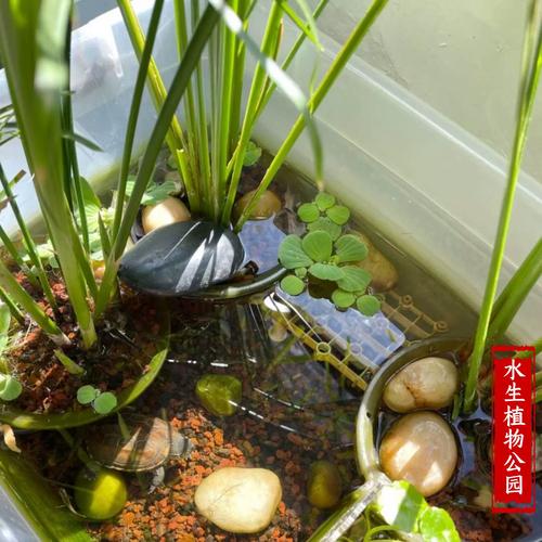 涝洼地适合养殖什么-第2张图片-宁夏农业信息网