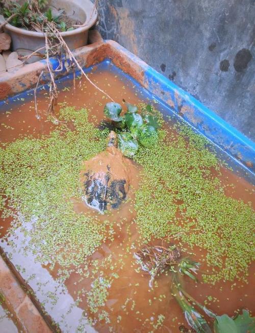 涝洼地适合养殖什么-第3张图片-宁夏农业信息网