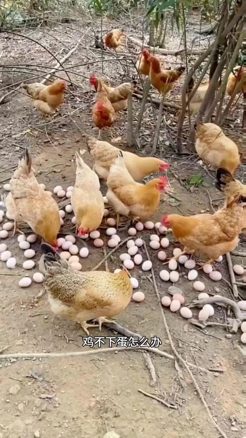 母鸡吃好几个月的鸡饲料为什么不下蛋-第1张图片-宁夏农业信息网