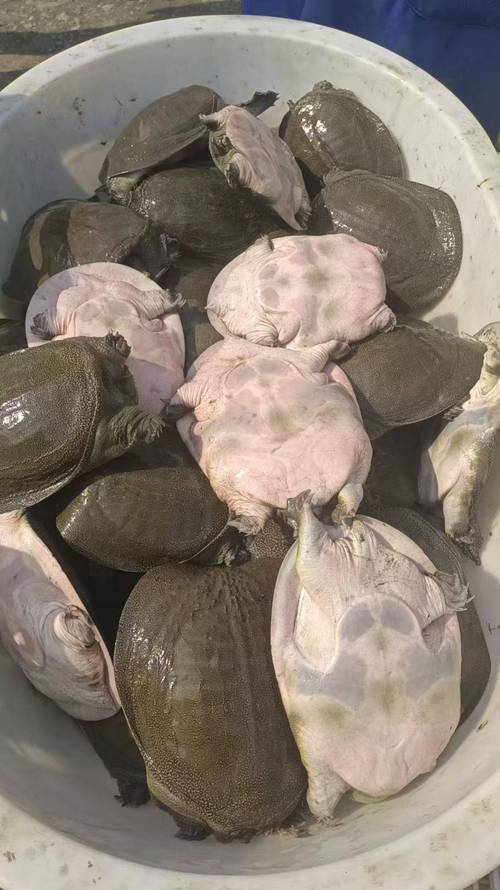 新型养殖鱼的叫什么水鱼-第2张图片-宁夏农业信息网