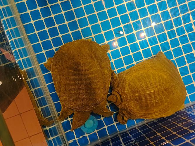 新型养殖鱼的叫什么水鱼-第3张图片-宁夏农业信息网