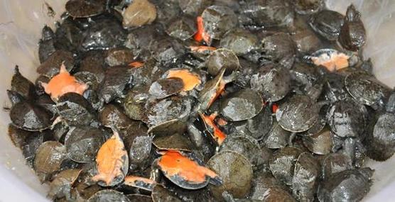 为什么温室养殖的甲鱼便宜-第2张图片-宁夏农业信息网