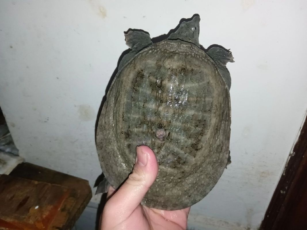 为什么温室养殖的甲鱼便宜-第3张图片-宁夏农业信息网