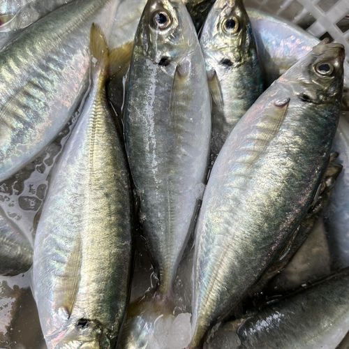 养殖鱼什么鱼最大-第3张图片-宁夏农业信息网