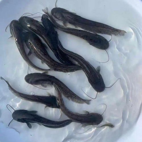 养殖鱼什么鱼最大-第2张图片-宁夏农业信息网