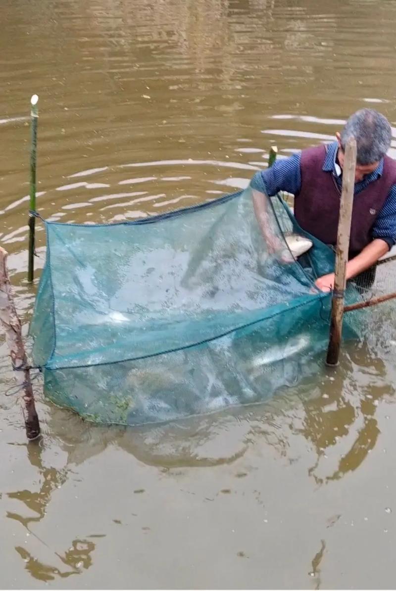 养殖塘鱼草什么时候种-第1张图片-宁夏农业信息网