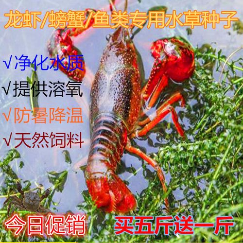 养殖塘鱼草什么时候种-第3张图片-宁夏农业信息网
