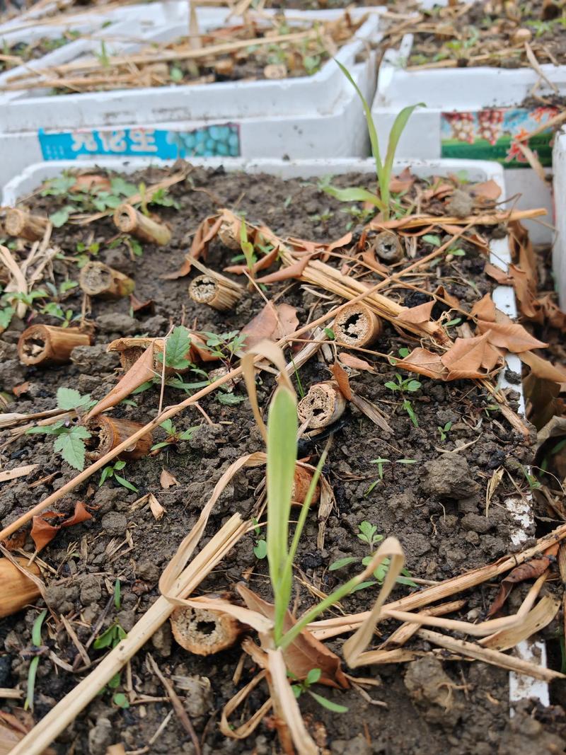 养殖塘鱼草什么时候种-第2张图片-宁夏农业信息网