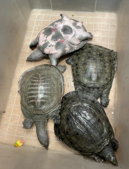 今日生态甲鱼价格多少-第3张图片-宁夏农业信息网