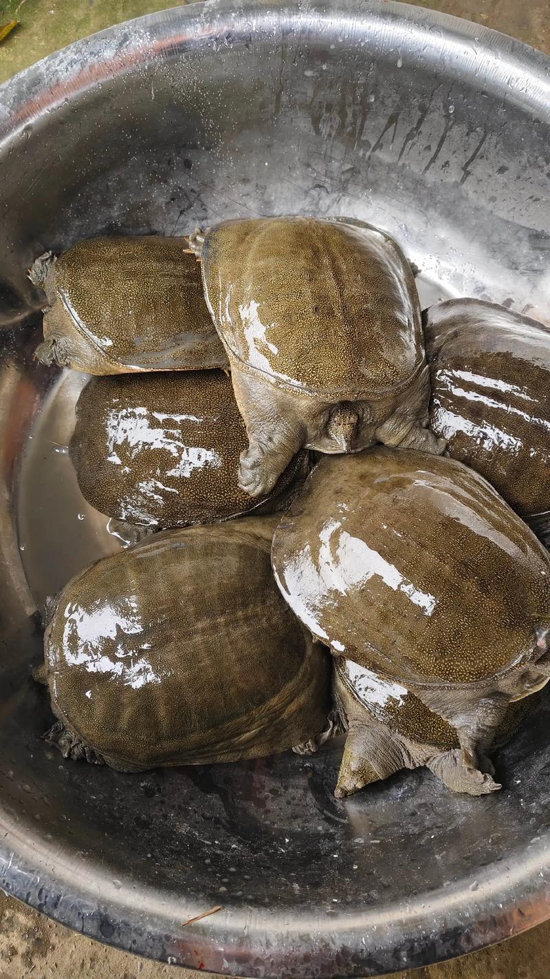 今日生态甲鱼价格多少-第1张图片-宁夏农业信息网