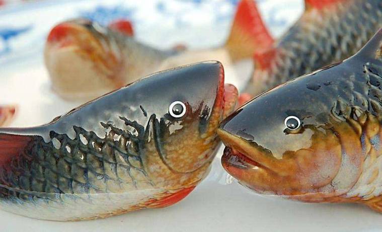 草鱼加什么饲料长得快-第2张图片-宁夏农业信息网