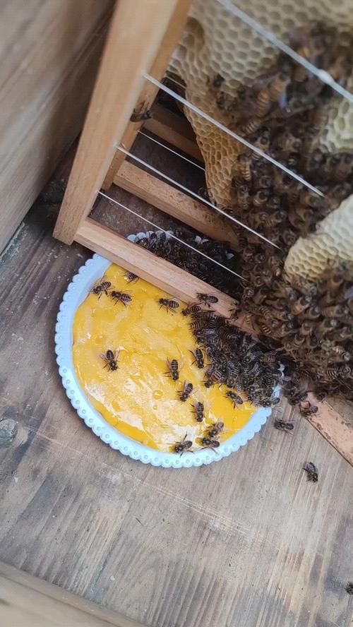 蜜蜂过冬需要喂些什么饲料-第1张图片-宁夏农业信息网 蜜蜂过冬需要喂些什么饲料-第1张图片-宁夏农业信息网