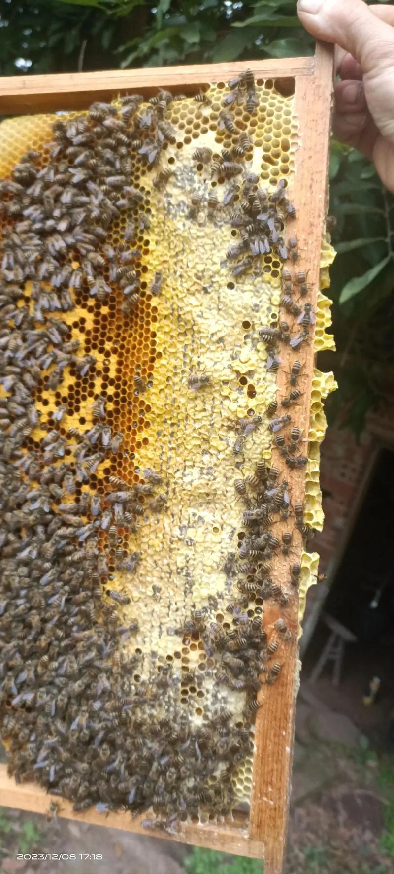 蜜蜂过冬需要喂些什么饲料-第2张图片-宁夏农业信息网 蜜蜂过冬需要喂些什么饲料-第2张图片-宁夏农业信息网