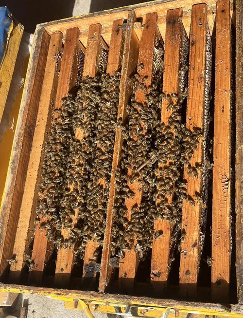 蜜蜂过冬需要喂些什么饲料-第3张图片-宁夏农业信息网 蜜蜂过冬需要喂些什么饲料-第3张图片-宁夏农业信息网