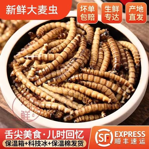 大麦虫蛹价格多少-第3张图片-宁夏农业信息网
